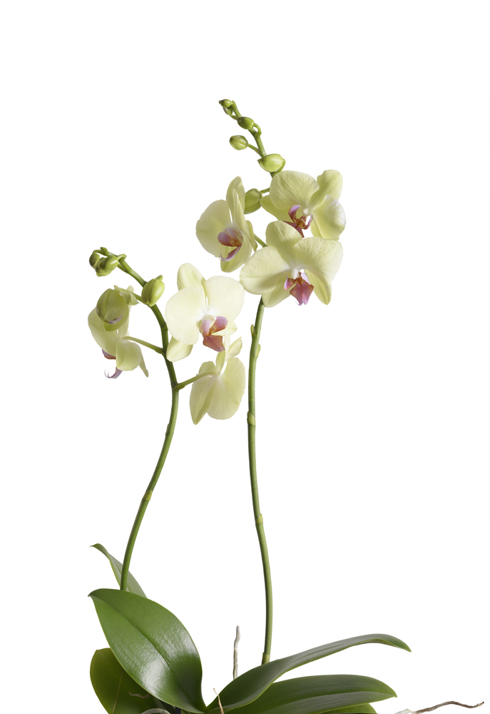 Preview orchidee 002.jpg